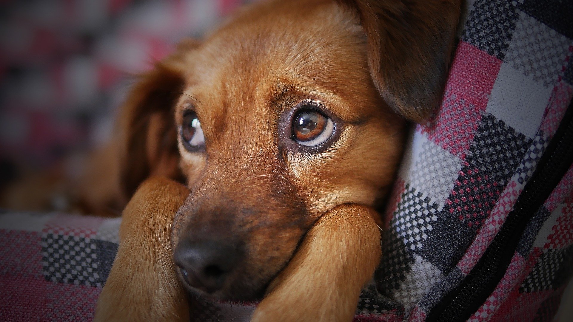 Canil de Limeira terá evento de adoção de animais no sábado (7)