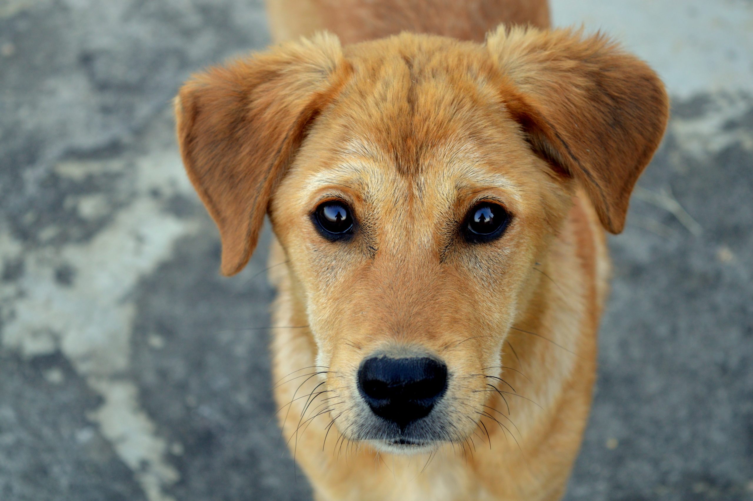 10 cuidados fundamentais que você precisa saber antes de ter um pet