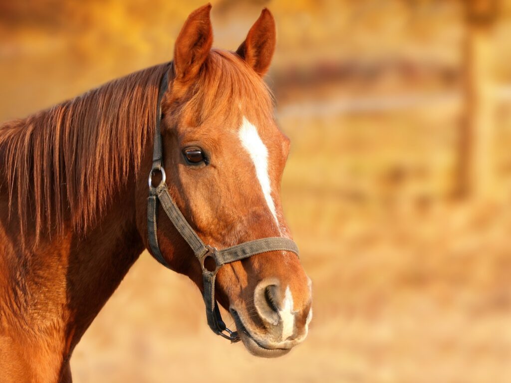 TJ-SP concede habeas corpus inusitado a cavalo