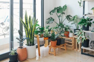 Qual o vaso ideal para cada tipo de planta?