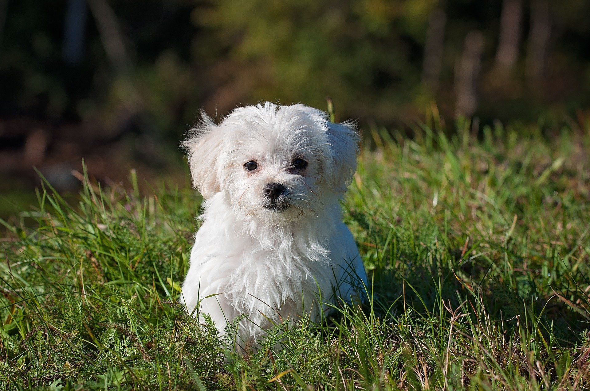 Os cuidados mais importantes com os cães na primavera