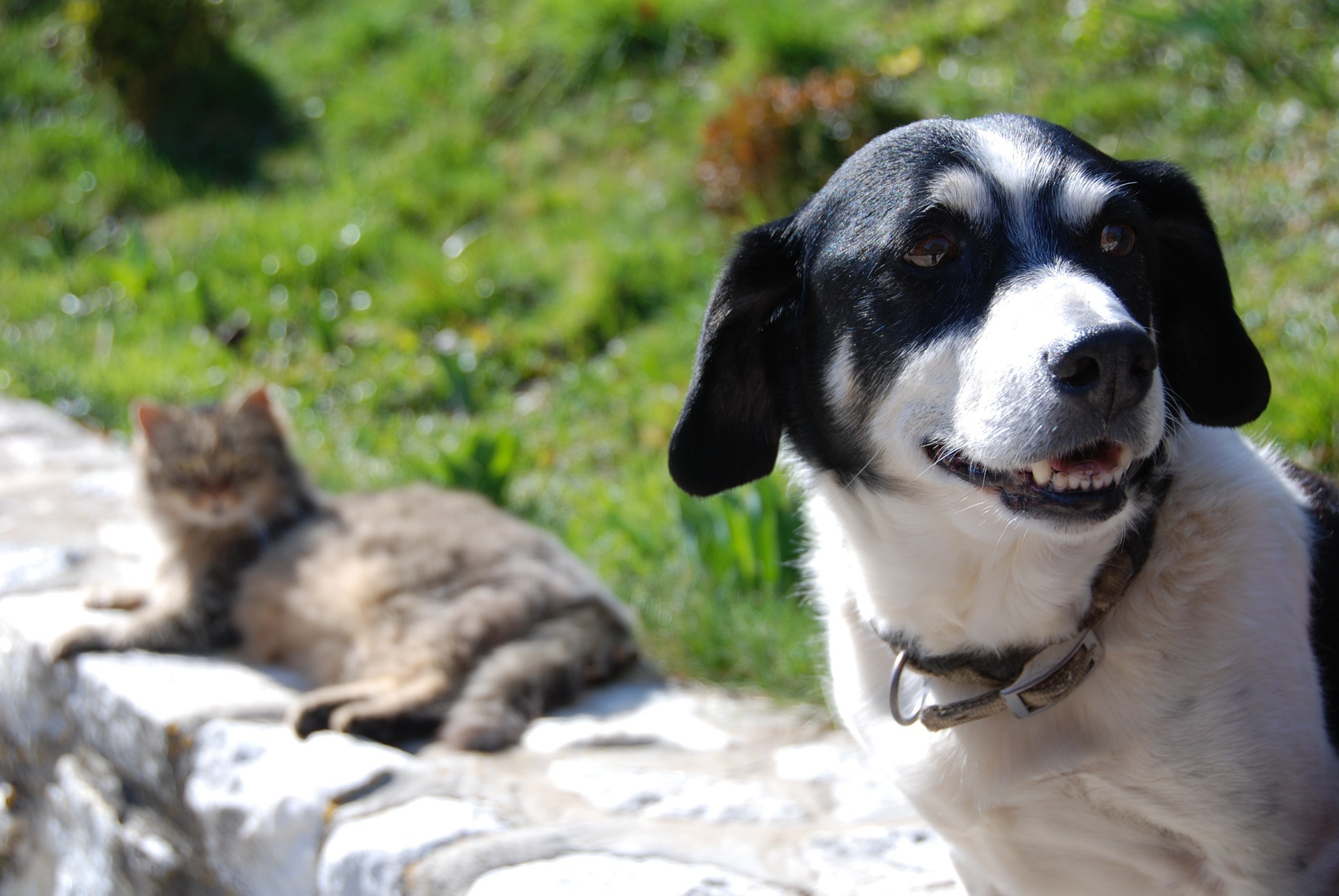 Castrações de cães e gatos são retomadas em Limeira