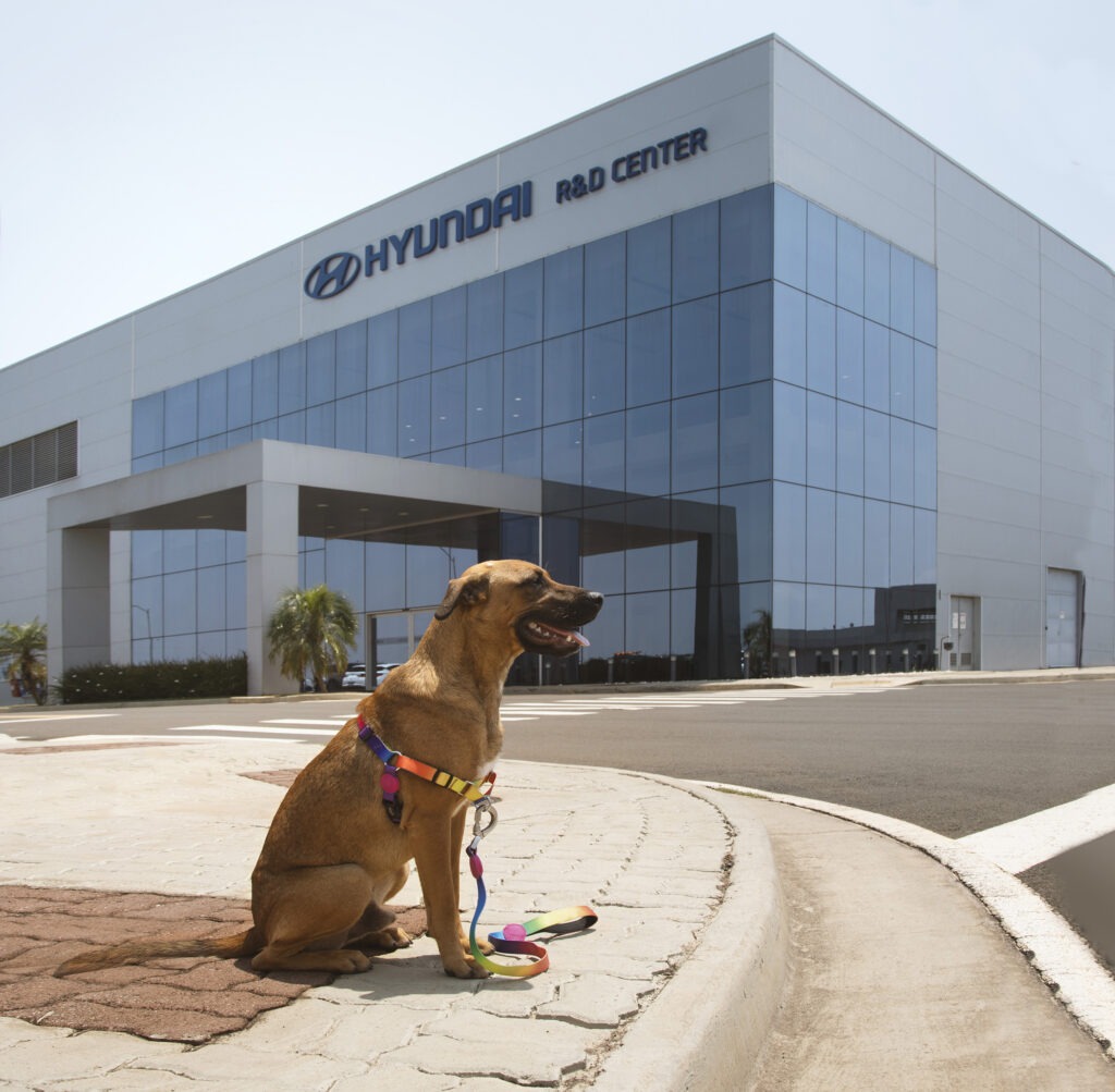 Vira-lata caramelo que virou "cão-sultor" de vendas visita fábrica da Hyundai em Piracicaba