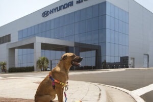 Vira-lata caramelo que virou "cão-sultor" de vendas visita fábrica da Hyundai em Piracicaba