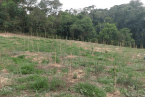SAAE Indaiatuba recebe 4,6 mil mudas do Consórcio PCJ para ações de reflorestamento