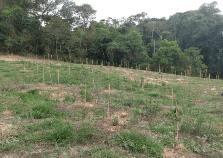 SAAE Indaiatuba recebe 4,6 mil mudas do Consórcio PCJ para ações de reflorestamento