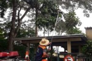 Avenida e escolas recebem monitoramento e cuidado preventivo com árvores em Iracemápolis