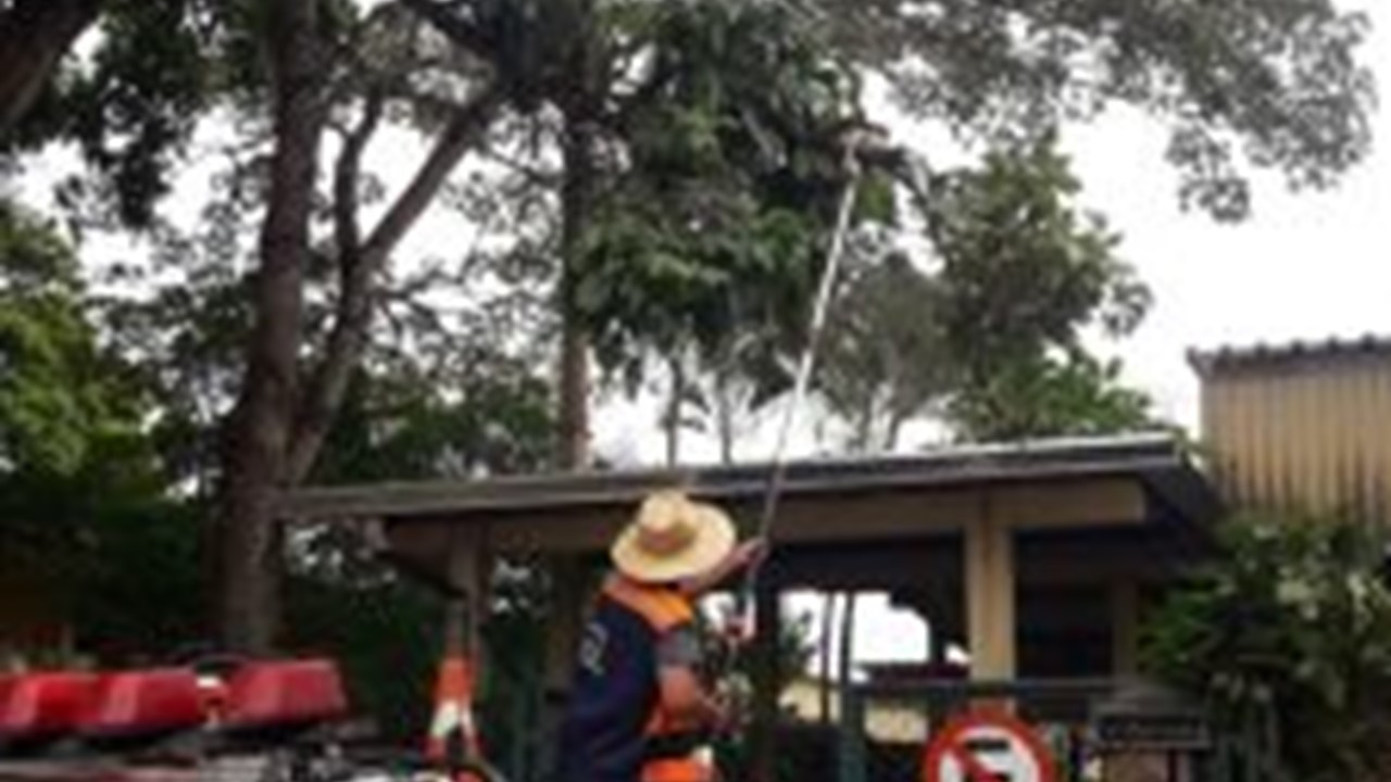 Avenida e escolas recebem monitoramento e cuidado preventivo com árvores em Iracemápolis
