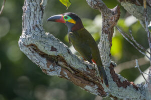 Websérie revela segredos e curiosidades das aves amazônicas