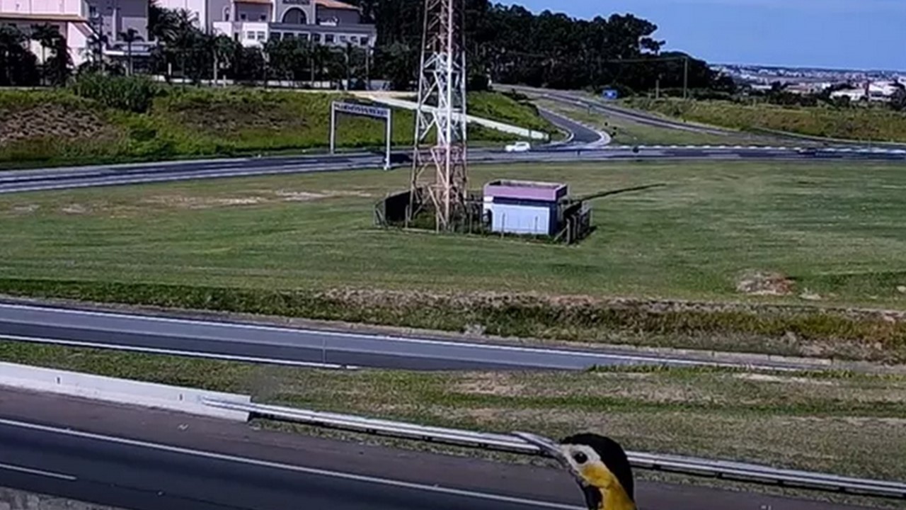 Câmera de monitoramento também registrou pica-pau - Foto Divulgação Autoban