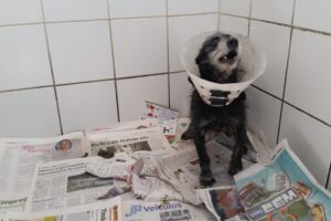 Canil Municipal de Piracicaba suspende temporariamente castração de cães e gatos