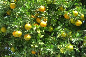 Seca e altas temperaturas derrubam produção de laranja em SP e MG