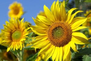 Girassol: a beleza do sol em forma de flor