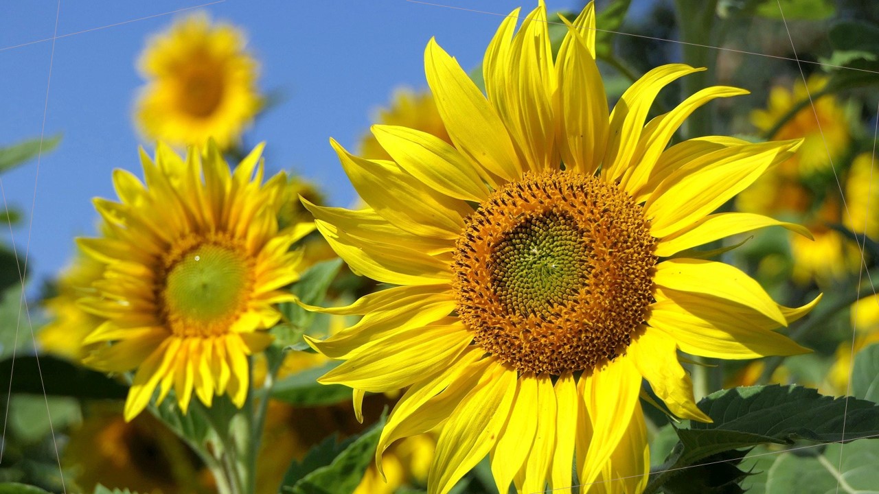Girassol: a beleza do sol em forma de flor