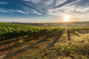 ProChile promove degustação online de vinhos da região de Ñuble