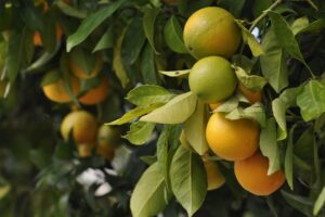 Greening avança e gera eliminação de 10 milhões de pés de laranja