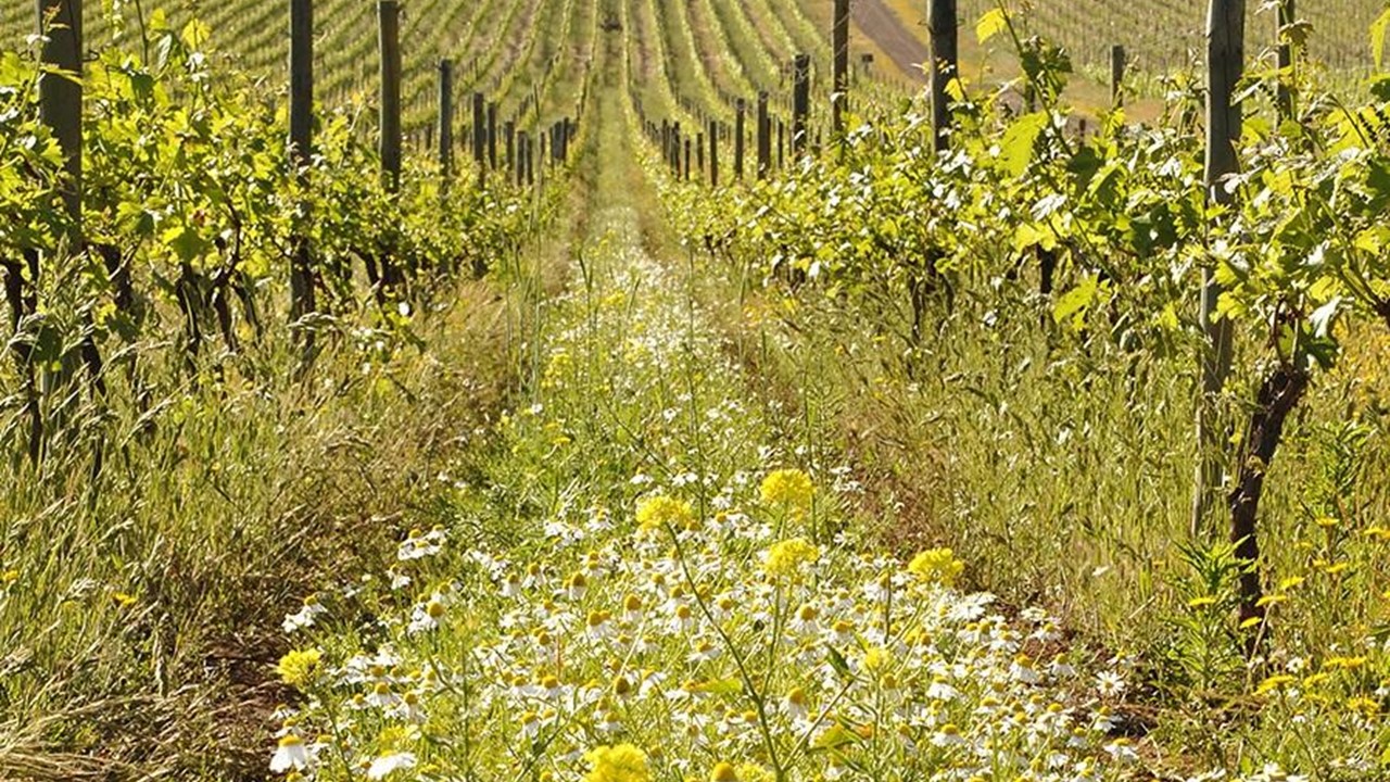 Procura por vinhos orgânicos e biodinâmicos cresce no Brasil em 2021