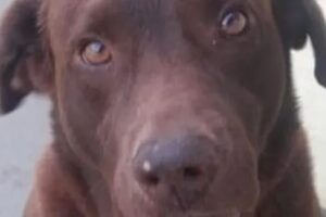 Cão de jovem autista é envenenado e morto no Guarujá