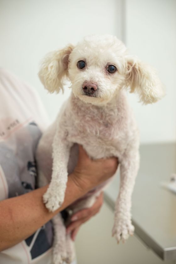 Cãozinho em atendimento no Hospital Veterinário Taquaral