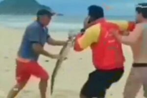 Jacaré é motivo de briga em praia no Rio