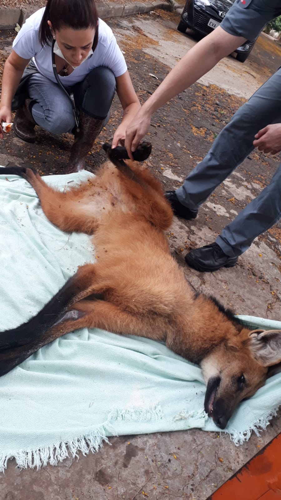 Animal teve materiais coletados para exames e pesquisa, espécie de hábitos silvestres estava longe do ambiente natural