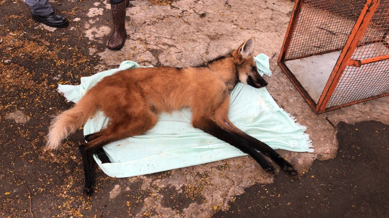 Lobo-Guará é capturado em Piracicaba