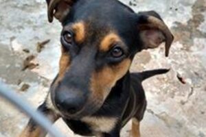 Nova Odessa abre programa de castração e microchipagem em 1.000 animais