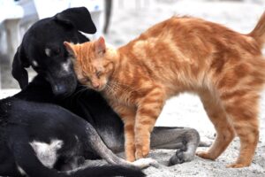 ParkCity Sumaré promove a primeira edição da Feira de Adoção de Cães e Gatos