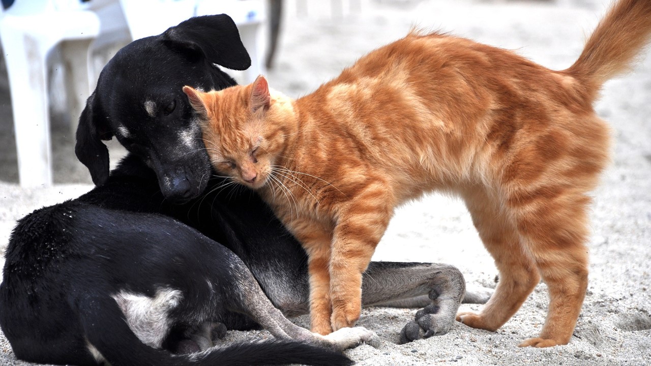 ParkCity Sumaré promove a primeira edição da Feira de Adoção de Cães e Gatos