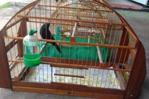 Polícia Ambiental multa criador que mantinha nove aves nativas em Limeira