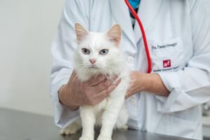 Prevenção de câncer de mama para as fêmeas de cães e gatos