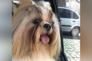 Funcionário de pet shop é preso após morte de cão deixado para tosa