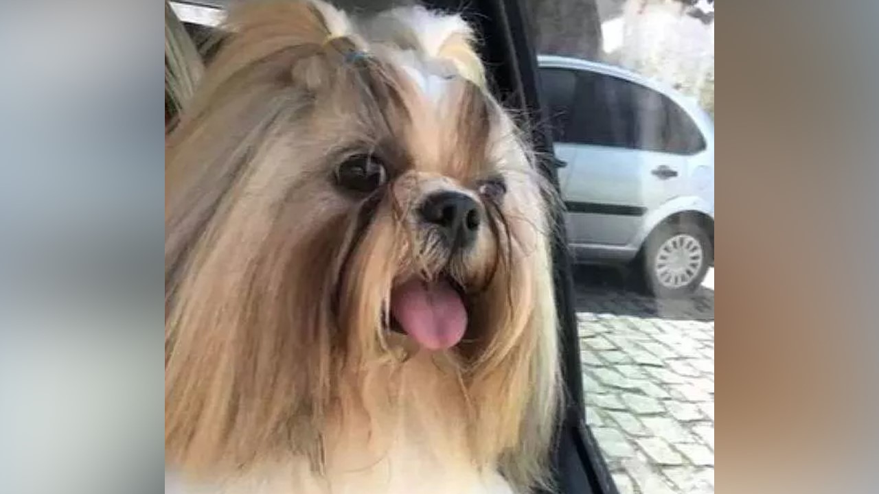 Funcionário de pet shop é preso após morte de cão deixado para tosa