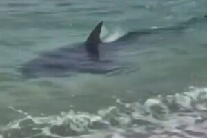 Tubarão assusta banhistas em praias de Saquarema