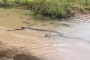 Turistas flagram casal de sucuris acasalando em rio no Mato Grosso