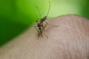 População deve estar atenta à proliferação do mosquito da dengue
