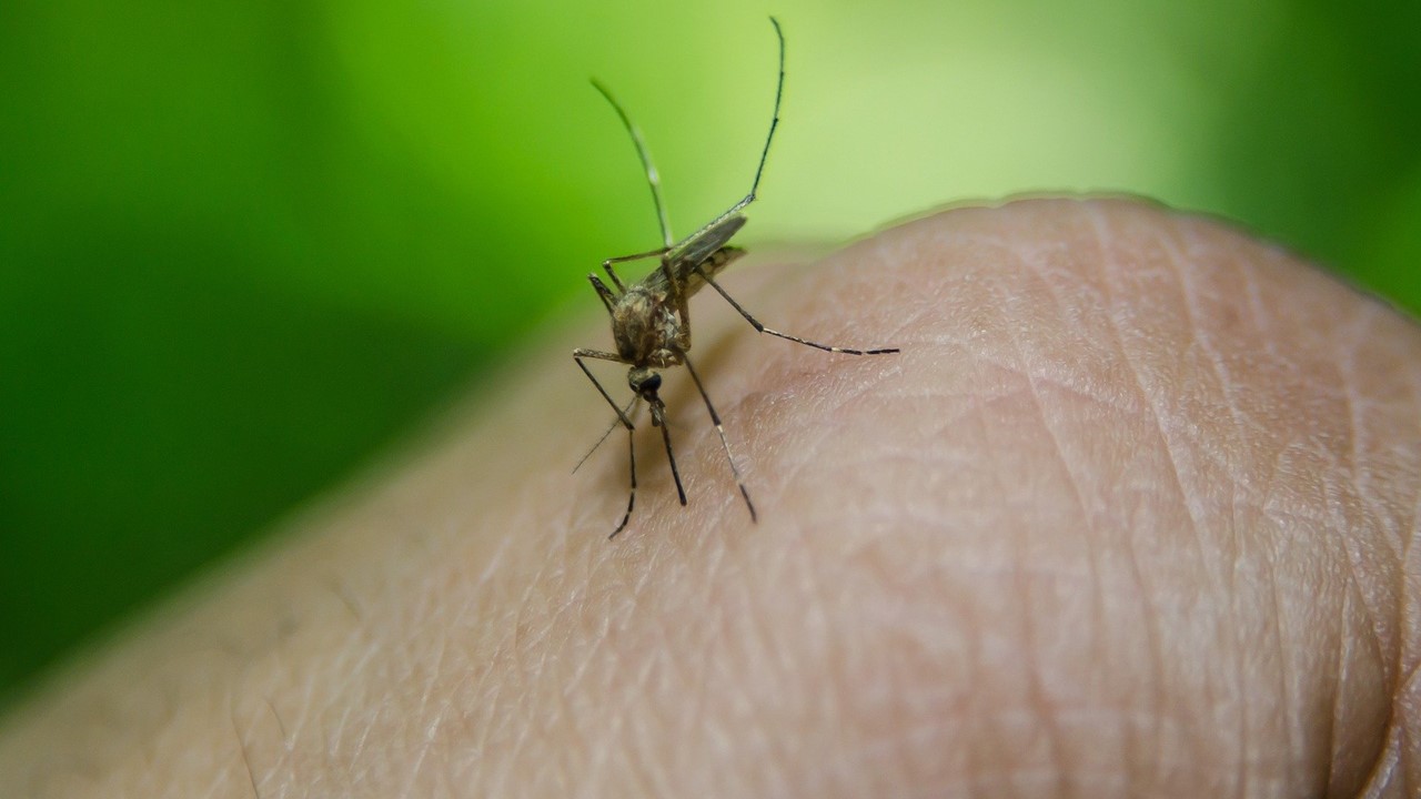 População deve estar atenta à proliferação do mosquito da dengue