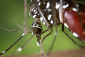 BRK reforça a importância do combate ao mosquito da dengue diante da incidência de casos no início do ano
