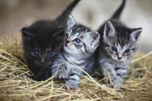 Como escolher a ração adequada para filhotes de gato