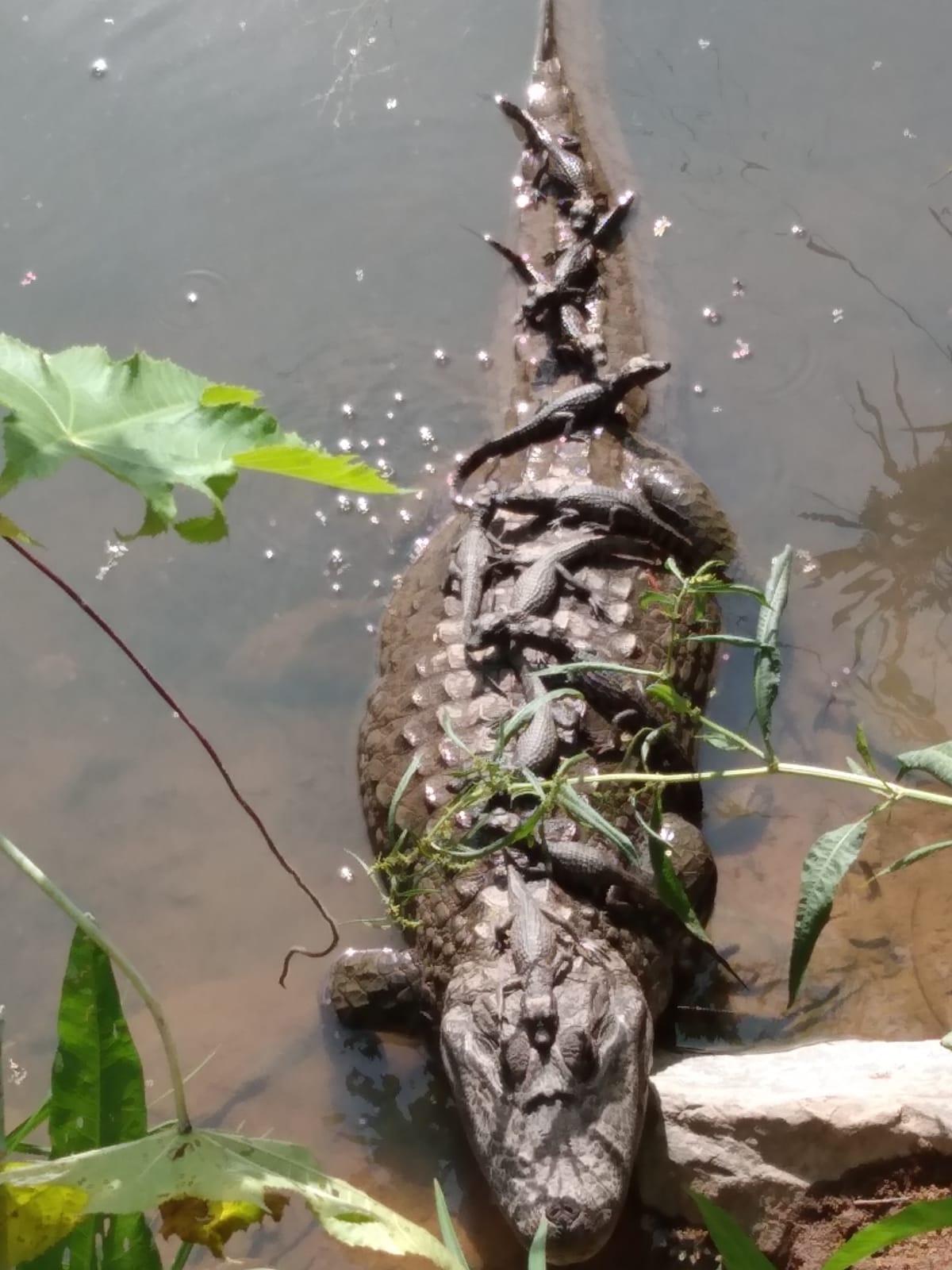 Jacaré nandando com 11 filhotes na Lagoa da Pampulha