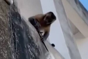 Macaco amolando faca