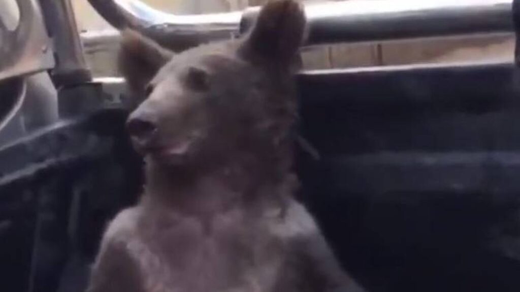 Filhote de urso é resgatado após comer mel alucinógeno