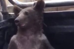Filhote de urso é resgatado após comer mel alucinógeno