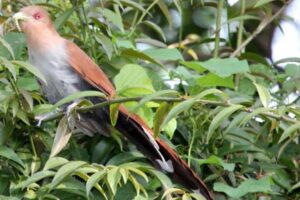 Dia de Observação de Pássaros em Campinas identifica mais de 30 espécies