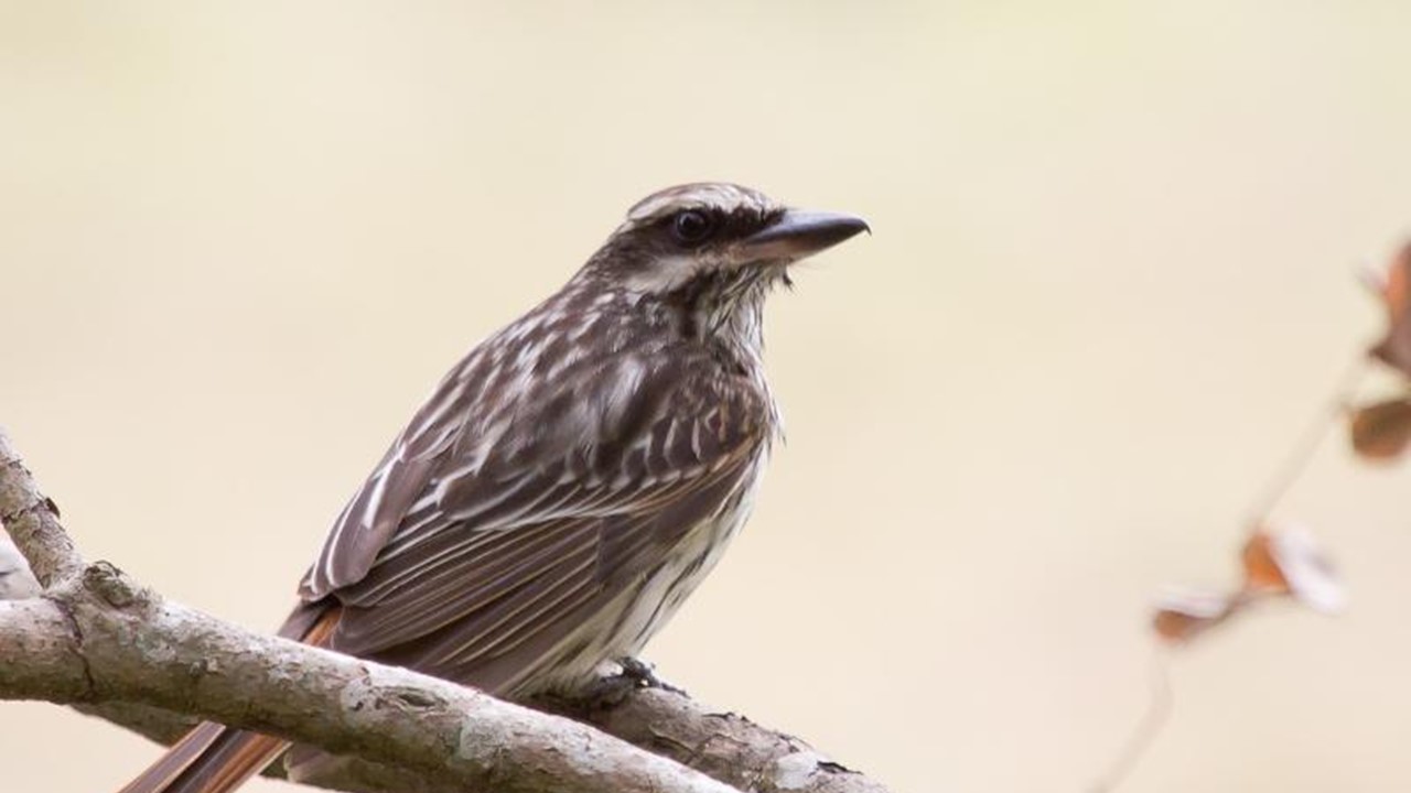 Dia de Observação de Pássaros identifica mais de 30 espécies em Campinas