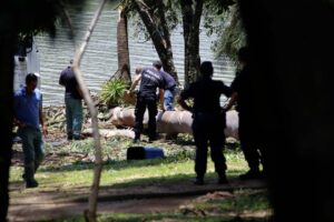 Árvore cai e mata criança de cinco anos no Parque da Lagoa do Taquaral em Campinas