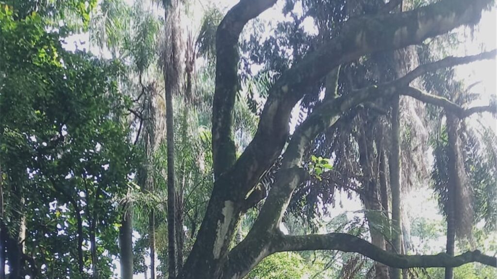 Bosque "Maria Thereza" permanece fechado; risco de queda de árvore é avaliado
