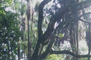 Bosque "Maria Thereza" permanece fechado; risco de queda de árvore é avaliado
