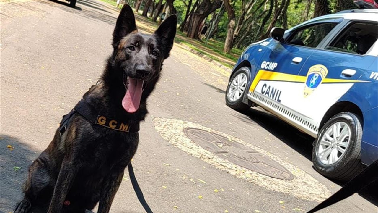 Cão Radu, do Canil da GC de Piracicaba, realizou sua primeira apreensão de drogas