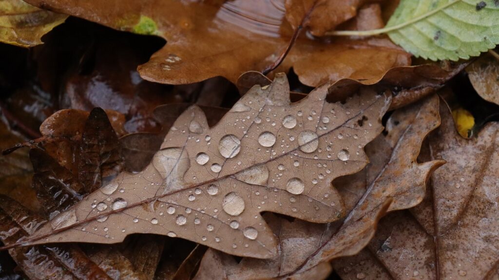 folhas secas caindo com gotas da chuva no outono
